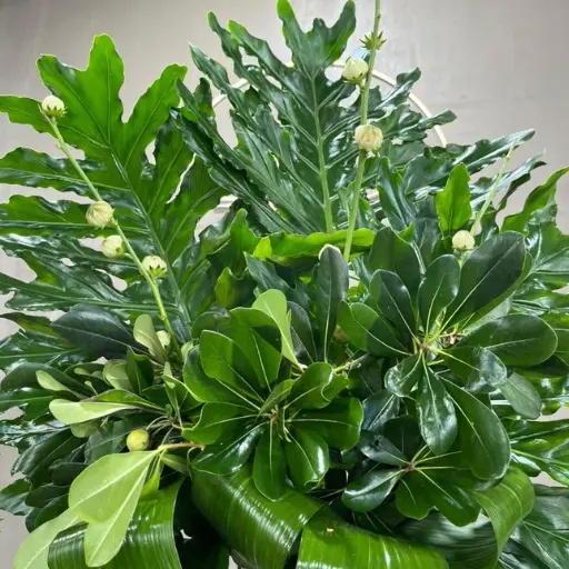 Arreglo de verde phyllis